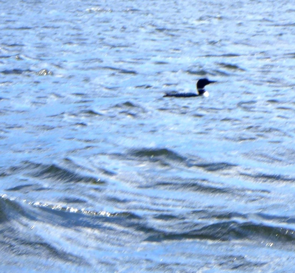 Loon on Lake Washburn