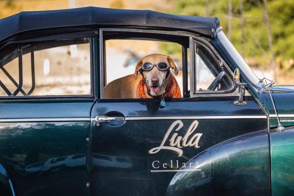 Honey, the winery dog in Lula car