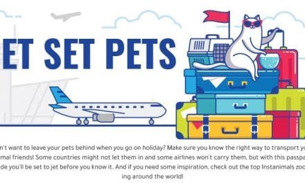 Pets On A Plane: Best And Worst Airlines For Pets