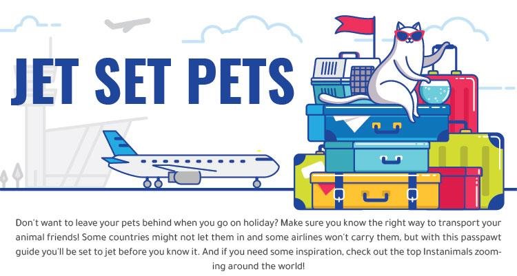 Pets On A Plane: Best And Worst Airlines For Pets