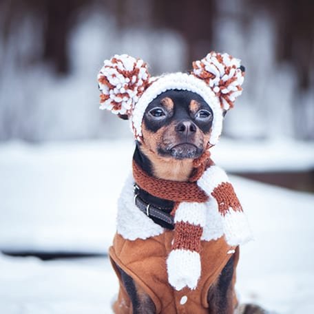 4 Tips to Prepare Your Pup for Winter