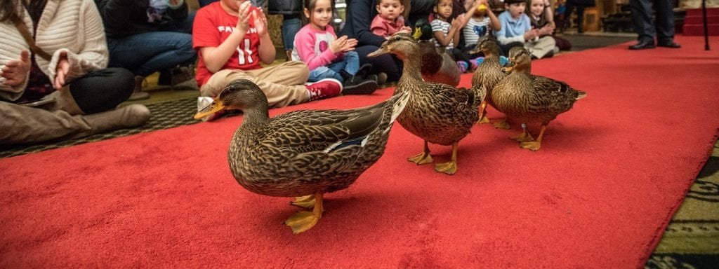 The Peabody Hotel Ducks