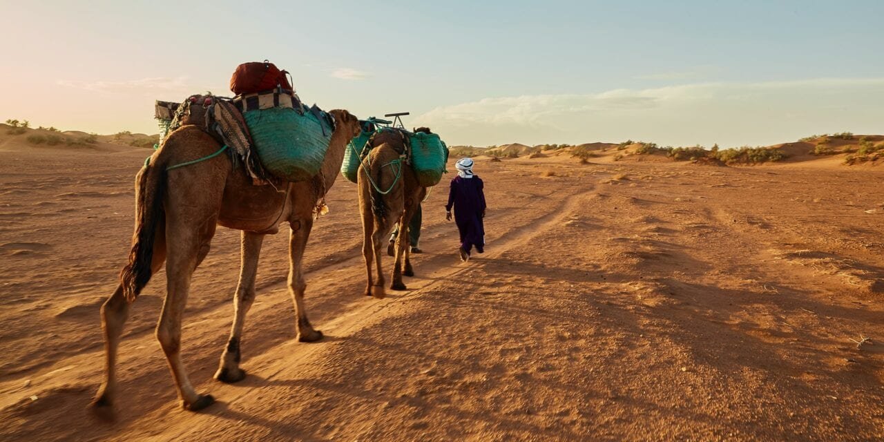 Dubai Safari: A Royal Tour of the Desert