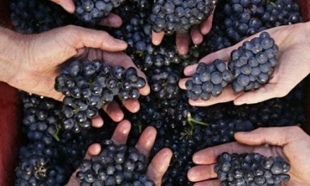 2018 Vintage in Burgundy from Mr Frédéric DROUHIN, Maison Joseph Drouhin