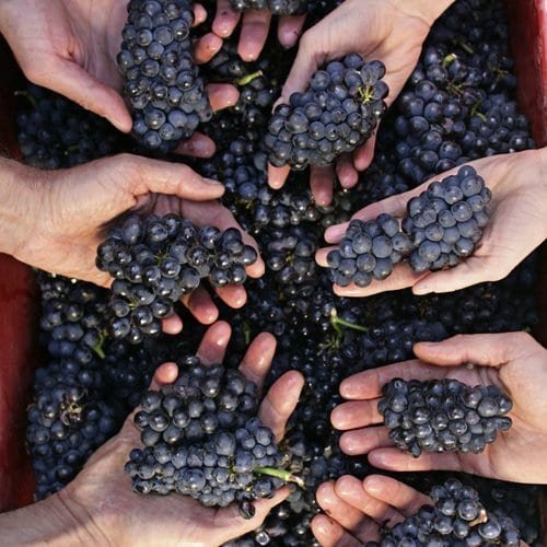 2018 Vintage in Burgundy from Mr Frédéric DROUHIN, Maison Joseph Drouhin