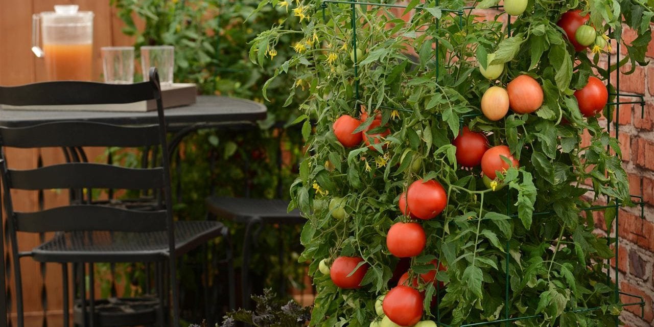 Grow your own food in small spaces