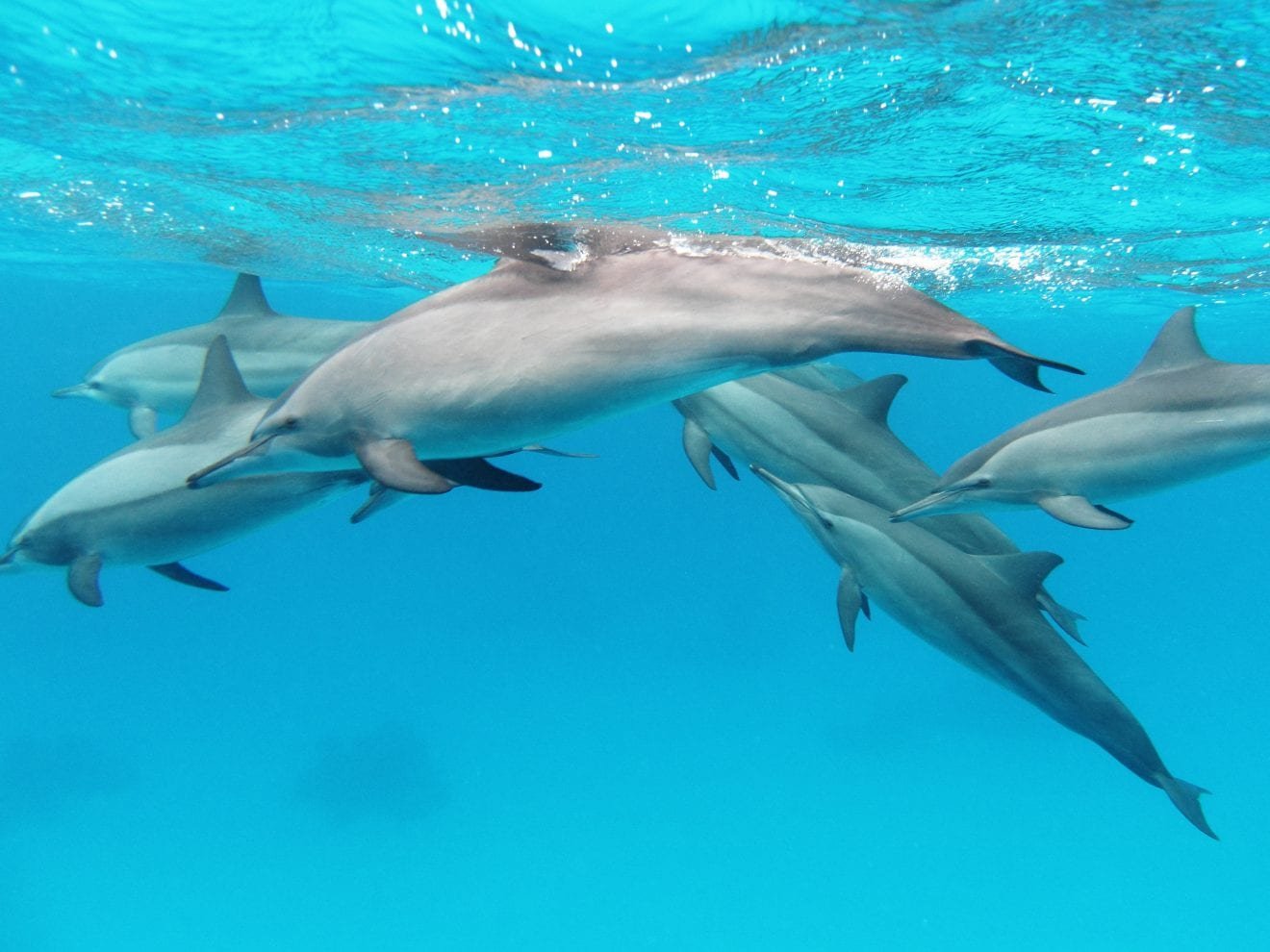 Spinner Dolphins