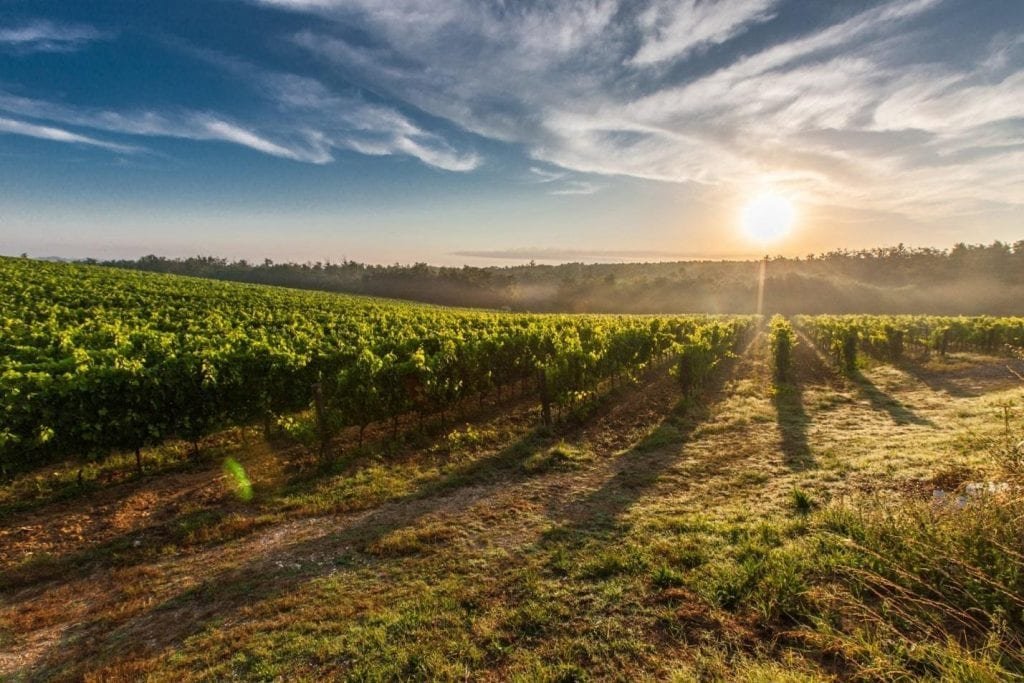 Chianti vineyards