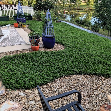 Gone Viral: ‘Miniclover’ is a top trending grass alternative for yards across America