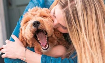 How to Support Your Pet’s Health During Summer