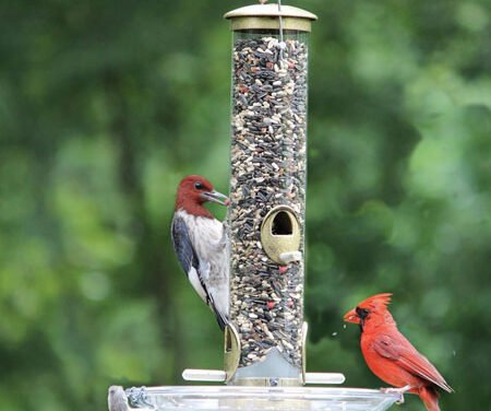 Why Wild Bird Lovers Should Choose Top-of-the-Crop Natural Feed: If you can’t read it, don’t feed it