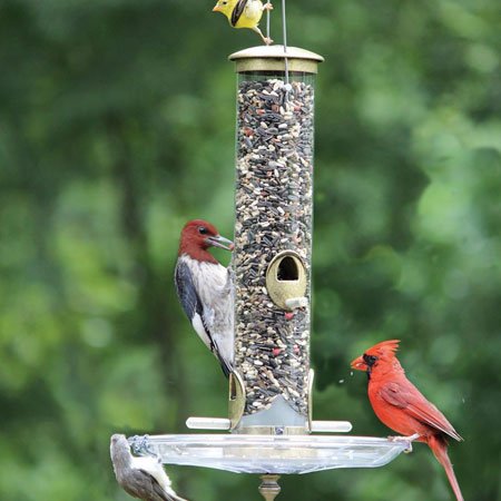 Why Wild Bird Lovers Should Choose Top-of-the-Crop Natural Feed: If you can’t read it, don’t feed it