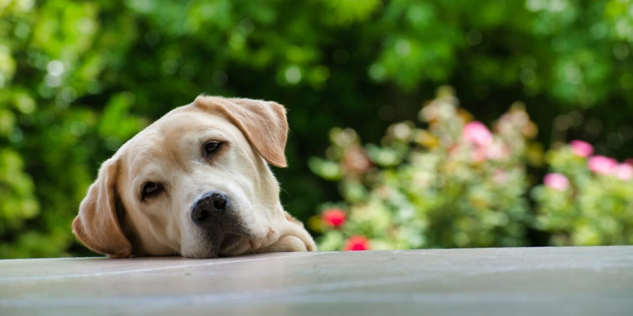 Pet expert reveals VITAL safety tips to sharing a bed with your pooch