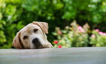 Pet expert reveals VITAL safety tips to sharing a bed with your pooch