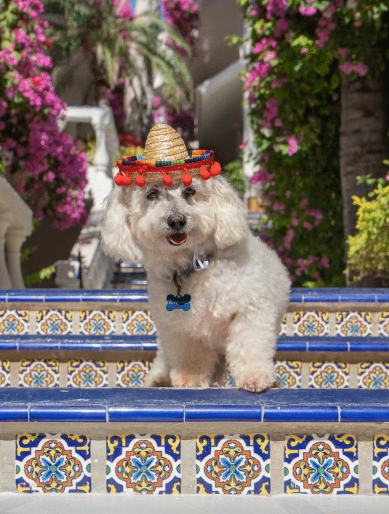 pet-friendly travel