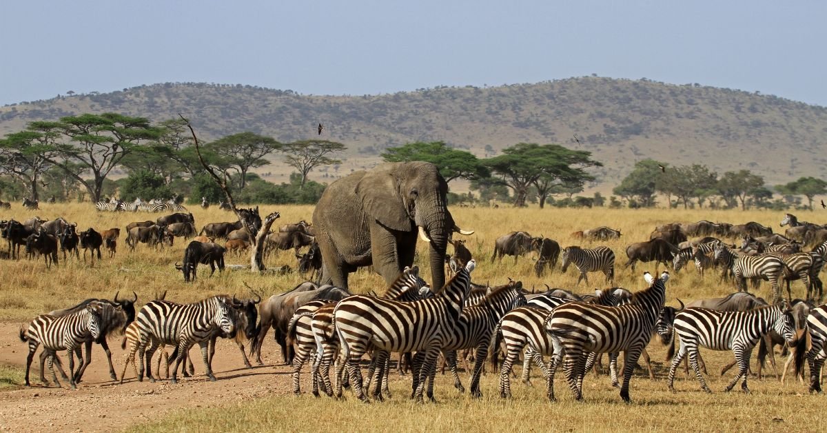 7 Activities You Must Experience on a Trip to Africa