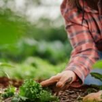 Backyard Upgrades That Reduce Your Environmental Impact