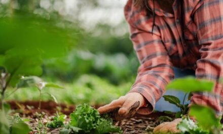 Backyard Upgrades That Reduce Your Environmental Impact