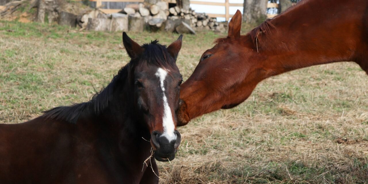 What to Pack for a Week-Long Stay at a Dude Ranch