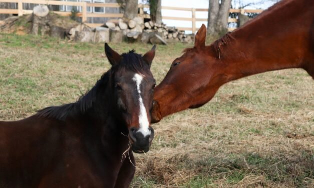What to Pack for a Week-Long Stay at a Dude Ranch