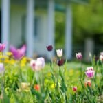 What To Know About Your Yard as Spring Arrives