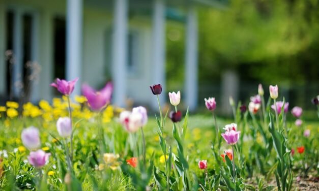 What To Know About Your Yard as Spring Arrives