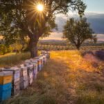 Why It’s Worth Visiting a Local Bee Farm