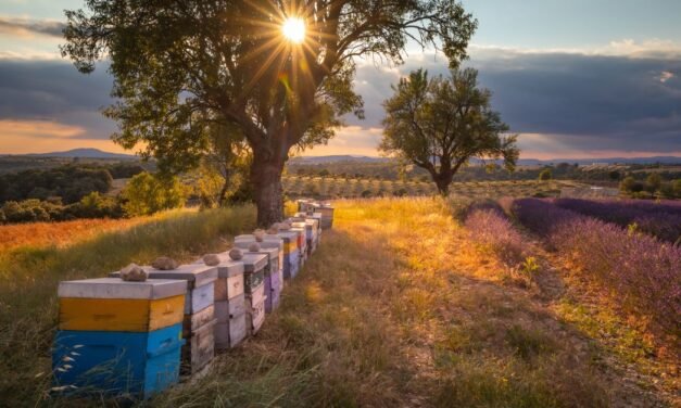 Why It’s Worth Visiting a Local Bee Farm