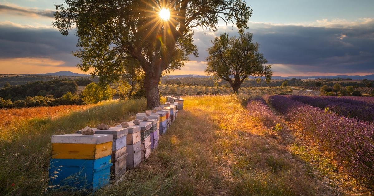 Why It’s Worth Visiting a Local Bee Farm