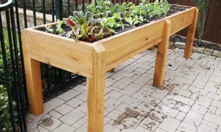 Reasons To Use Raised Beds in Your Garden