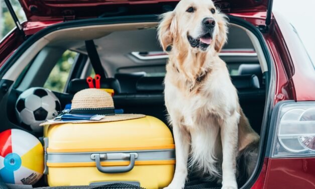 Traveling With Your Dog? Here’s What to Pack