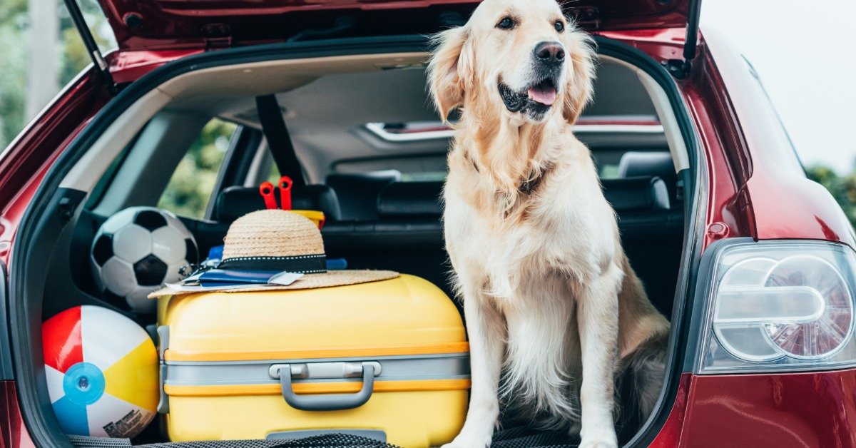 Traveling With Your Dog? Here’s What to Pack