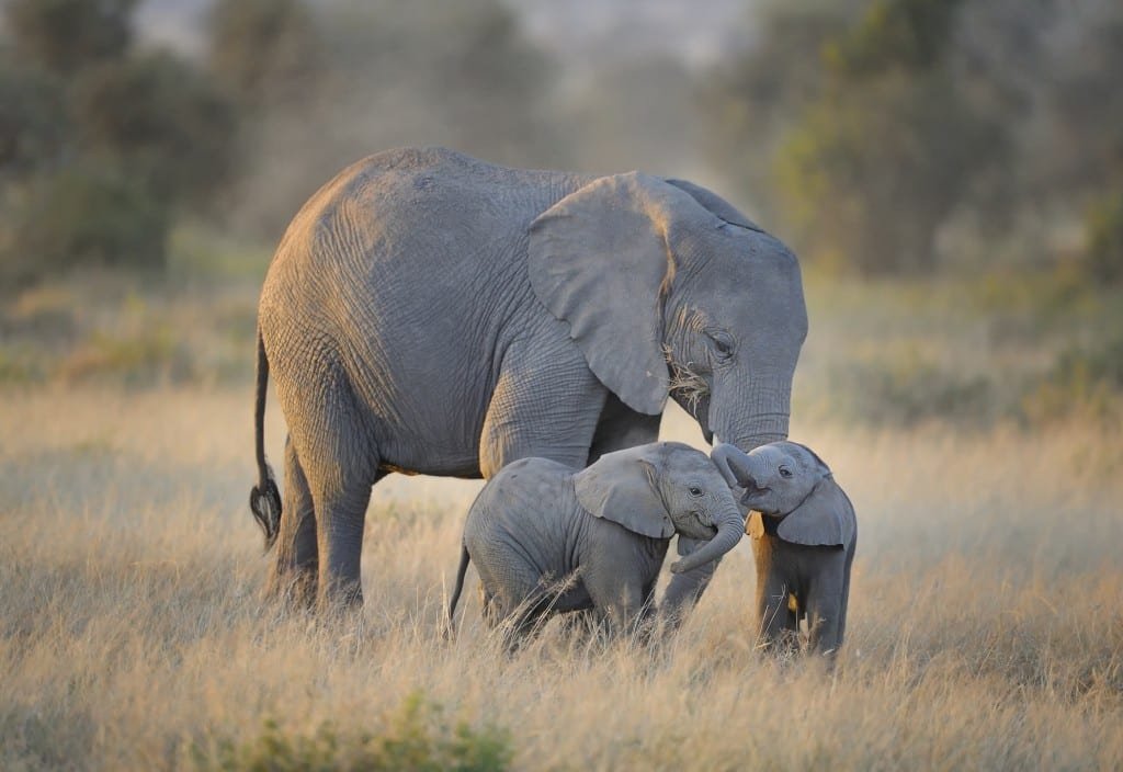 Mother elephant with twins in Amboseli National Park, Kenya, East Africa