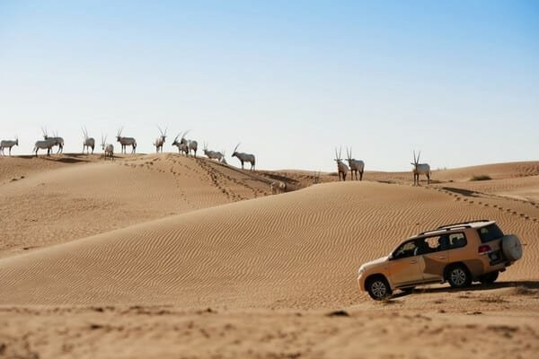 Wild Life Safari in Dubai