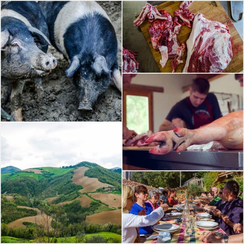 Whole Hog Butchery Course in Italy/ La Tavola Marche